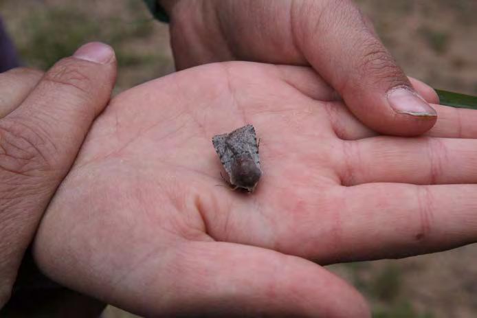 Etiska regler för insektstudier Sveriges Entomologiska Förening (SEF) antog nyligen nya etiska regler för insektstudier.