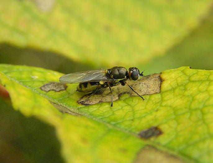 Hotade vapenflugor i östgötska rikkärr 2013 Vapenflugor är en dåligt känd insektsgrupp som förtjänar ett större intresse.