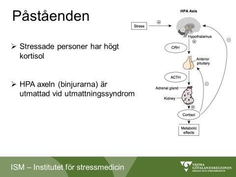 I denna dragning diskuterade två påståenden (figur 1). Figur 1 Kortisol bildas i binjurarna och är ett av våra livsnödvändiga hormon som har betydelse för många viktiga processer i kroppen t.ex.