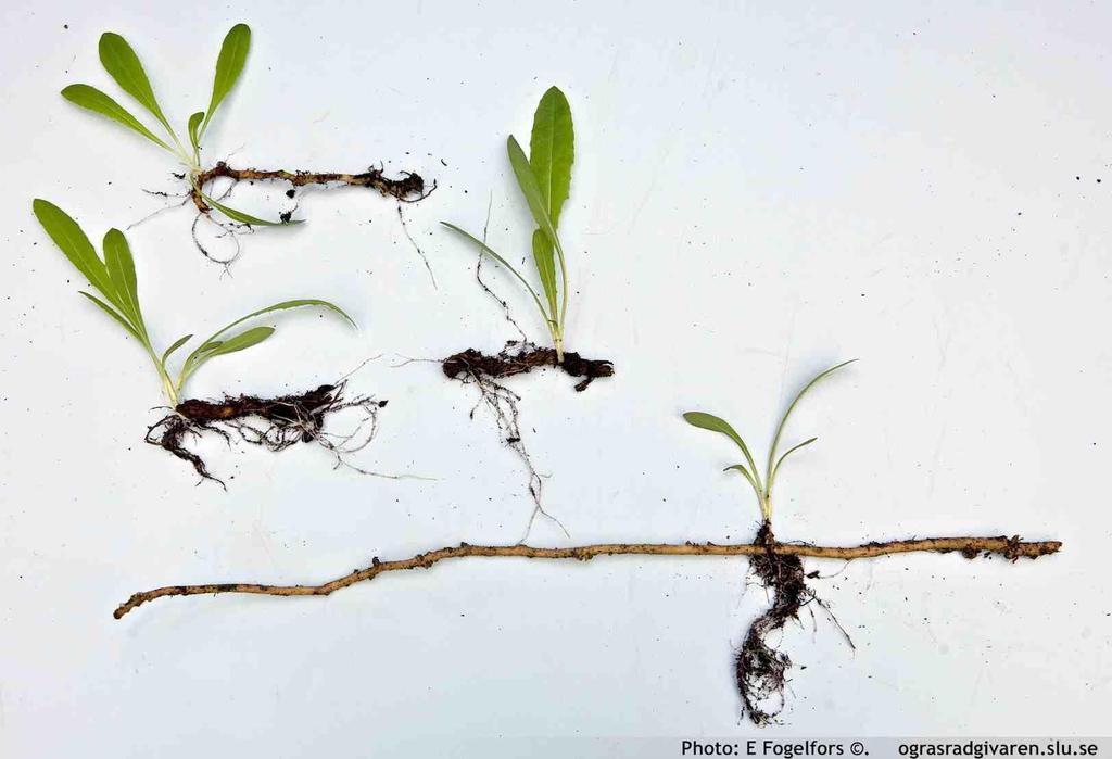 Åkermolkens rotsystem är grunt Rotsystem med utlöpare som mest finns i matjorden Går ej att