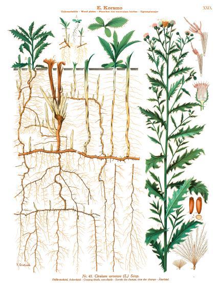 Åkertistelns biologi Åkertistel är en perenn med ett djupt och förgrenat rotsystem. Vertikala rötter kan växa ner mot grundvattennivån, medan huvuddelen av rotsystemet finns på 15-30 cm djup.