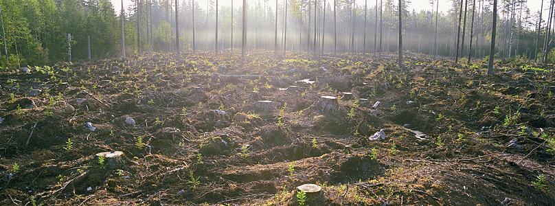 Tryggad föryngring Mål Foto: Erik Normark Den planterade skogen når vid en ålder av 5 till 7 år 1 meters medelhöjd. Beståndet håller de trädslag samt den täthet som är lämpligt för ståndorten.