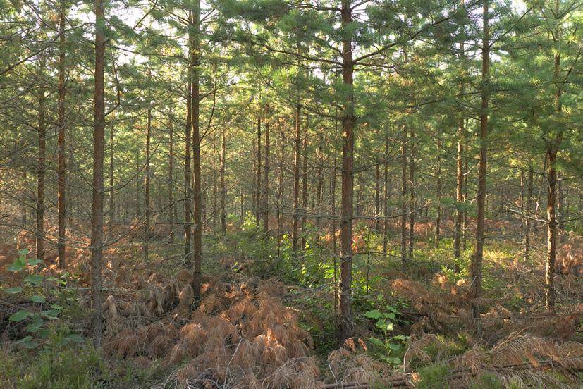 Vital ungskog Mål Ungskogen är vid 5 meters höjd röjd till rätt täthet och trädslag utifrån sin ståndorts förutsättningar.