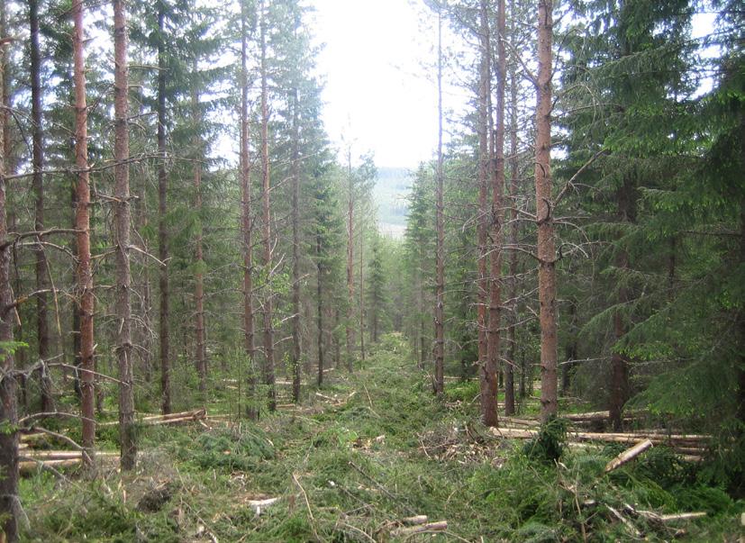 Värdefull gallringsskog Foto: Per-Olov Persson Mål Gallring utförs vid rätt höjd till rätt täthet med stamval som skapar värdefull gallringsskog.