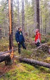 De nya riktlinjerna innebär att tillväxten i skogen kan ökas samtidigt som naturvårdsmetoderna blir effektivare. Första upplagan av Holmens Riktlinjer för uthålligt skogsbruk kom 1997.