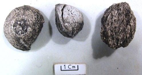 Benen var fragmenterade och flera fragment hade passning. Det fanns spridda oregelbundna rostfläckar på ytor som sannolikt härrör från intilliggande korroderande järnföremål.