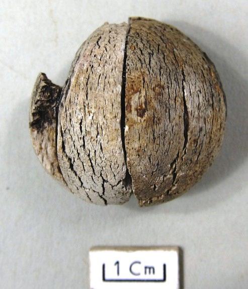 F1095 Del av spelpjäs (knappt halva), med hål på undersidan. Sannolikt av benhorn. Förefaller vara bränd. Vit med svartgrå partier. Har passning med två delar från F1101.