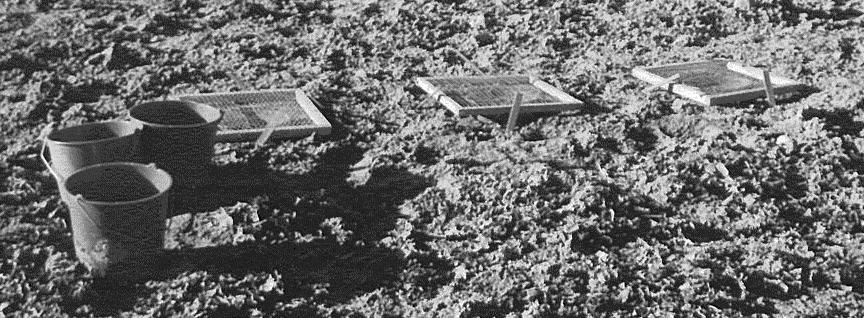 Nor were there any obvious increase in the nitrate leaching risk caused by application of 40 kg N/ha before sowing.