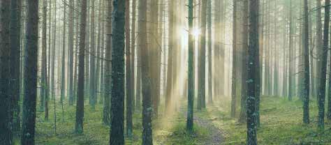 LÖSNINGEN FINNS I SKOGEN Lösningen finns i skogen Allt som kan göras av fossila råvaror kan göras av skog, och vedens beståndsdelar kan ersätta oljan i plast, textilier, kolfiber,
