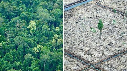 Det dubbla problemet Skog röjs för att skapa mark åt