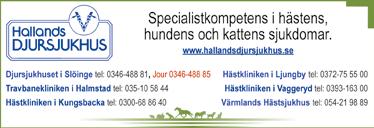 Han har annars varit hingstig och besvärlig av sig, men nu är han kastrerad i höst. Efter det har han tränat på riktigt bra och bland annat gått två rejäla banjobb på sistone.