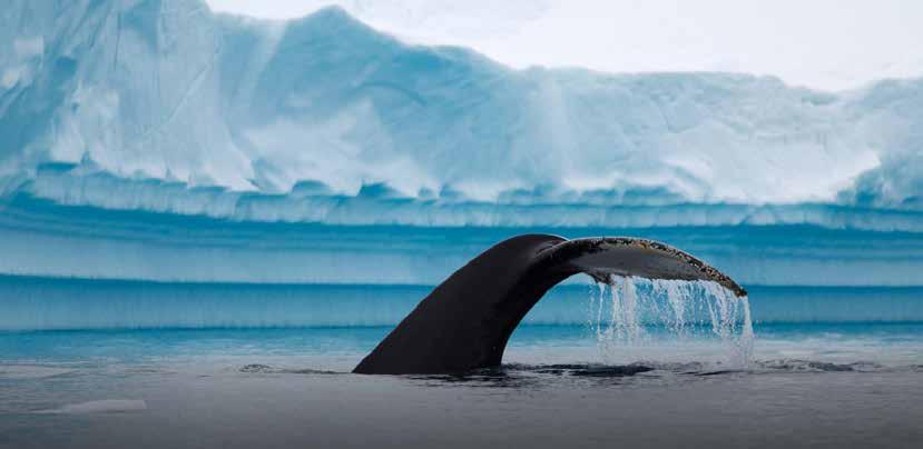 Club Eriks noga utvalda upplevelser Spektakulär kryssning Argentina Antarktis med Celebrity Eclipse 2019 Argentina Antarktis - Falklandsöarna Uruguay Ombord på det fantastiska kryssningsfartyget