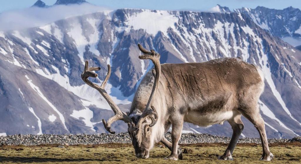 PRISER OCH DATUM Pris per person i dubbelrum 18 990: Enkelrumstillägg 3 990: Flygtider med Norwegian: 11 juni Stockholm Arlanda Oslo 07:00 08:00 11 juni Oslo Svalbard 08:55 11:55 15 juni Svalbard