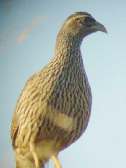 över 300 grey-backed sparrow-larks samt ett antal red-headed finches. Hökörnarna hade landat i ett träd alldels nära dammen, men visade inget som helst intresse av att söka knipa sig en flyghöna.