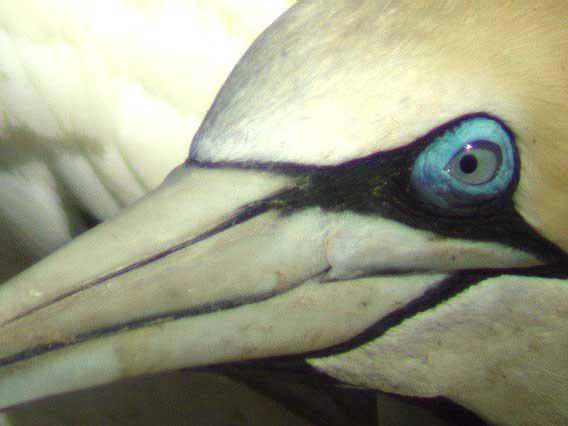 19/11. På morgonen besökte vi Bird Island, alldeles utanför hamnen i Lambert s Bay. Det gick en pir ut till ön, men den fick vi inte ta eftersom en grävskopa skulle arbeta där.