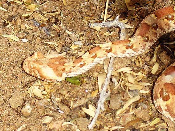 Längs vägen under dagen noterades bl a ca 15 rüpell s koorhans, flera flockar med namaqua sandgrouses, fyra southern yellowbilled och två monteiro s hornbills, över 200 grey-backed sparrowlarks, två