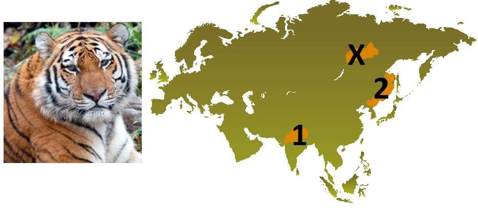 1 20 42 61 FRÅGA 10: TIGRAR VUXEN: Här ser du den största underarten av tigrar. Starkt hotad på rödlistan.