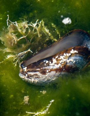 NATURVÄRDEN BLÅ SAMHÄLLSBYGGNADSMÅL All maritim utveckling i våra kommuner är grundade i en förståelse för den centrala betydelsen av ekosystemens tjänster och de därtill