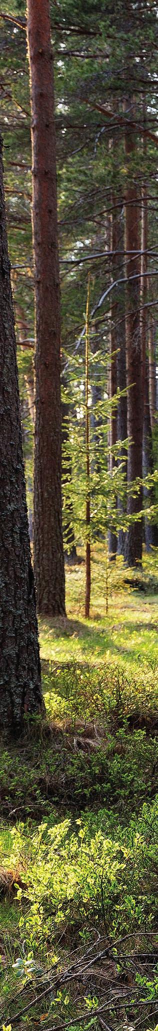 Innehållsförteckning sida Norra Skogsägarna 3 Värdegrund 3 Vision 4 Affärsidé 4 Årshjulet 4 Förtroendevald i skogsbruksrådet 5 Sbo-verksamhetens syfte 5 Sbo-nytt 5 Medlemsförteckning 5 Arvode och