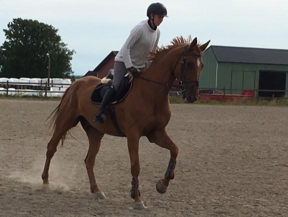 Arrangör: Båstad ridklubb 2017-07-26 Hopphästar 1. Flip s Ninja FLIPPAN sista avkomma!!! 5-årigt sto 172 cm e Nabab du Reve u. Butterfly Flip mf. Robin Z.