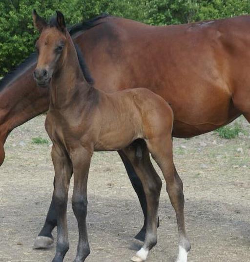 Näs Happyland hingst e.