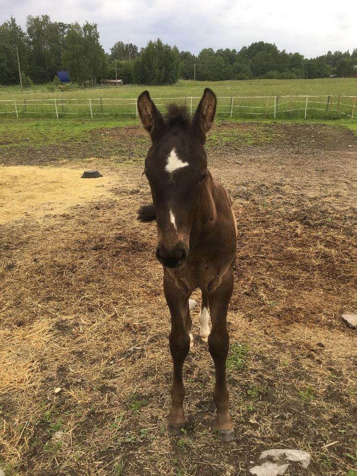 Moon hingst e.