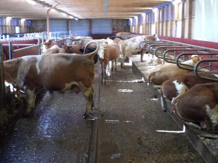 I besättningen finns Angus- och Simmentalkorsningar, ungefär 60 dikor totalt.