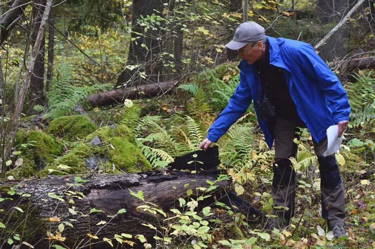 Pär Eriksson vid Upplandsstiftelsen visar upp en av Vällen-områdets rödlisatde arter, cinnoberbagge, som förekommer här i naturreservatet Svanhusskogen som Upplandsstiftelsen äger och förvaltar.