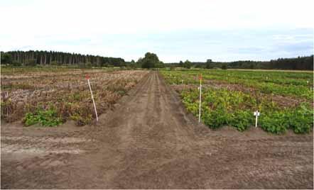 Grundläggande forskning Förädling nya sorter Alternativ till fungicider?