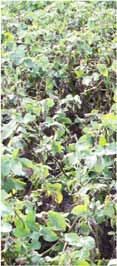 resistensgen att användas i förädling Plant breeding of potato Department of Plant Breeding, SLU, Alnarp Main focus is to breed new table potato cultivars,