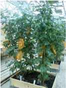 (wild and cultivated Solanum species) * Hybridizations (intra and inter specific) * Selections after evaluations in lab and field trials 1 8 6 4 33 34 35 36