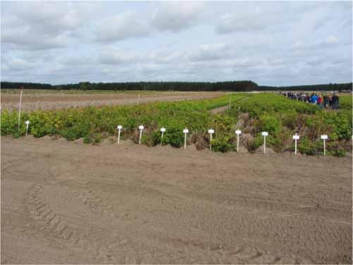 IPM potatisbladmögel Sortval Anpassning av bekämpning till sort, undvika de mest mottagliga sorterna http://www.europotato.org/menu.