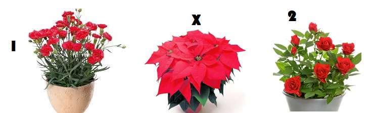 5 29 58 83 FRÅGA 5: BLOMMOR på J / INDIANER VUXEN: Den här blomman, julstjärna, växer vilt