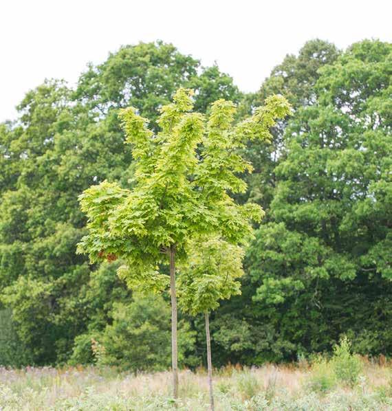 Boende med närhet till allt Höör är kommunen där det är nära till det mesta. Här finns frisk luft och grön natur, ändå är det nära till storstäder och Öresund.