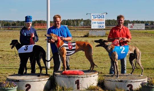 Hundkappåret 2013 för MiHK Så är ett nytt tävlingsår till ända. Vi i Midlandaklubben har fått ett antal nya hundar, både whippets och greyhounds.