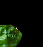 TILLAGNING PAPAYASALLAD: Mortla chili och vitlök till en fin pasta. Skär långbönor (eller haricot verts) i ca 5 cm långa bitar. Lägg i morteln och banka lite.
