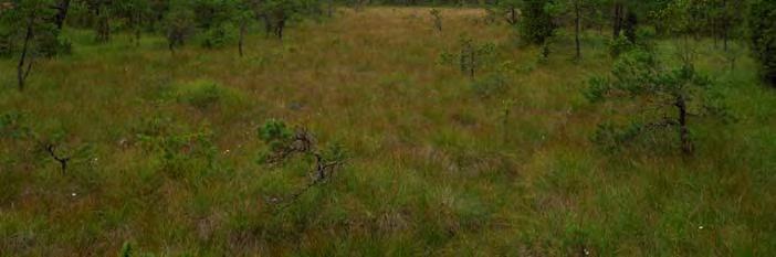 Agvegetation. Lösbotten. Element 5: Golv, 5 % av delobjektytan, öppet. Gles gräs-/starrvegetation. Lösbotten. Element 6: Golv, 10 % av delobjektytan, Mycket fina kärr som hyser lågväxt vegetation och små, fina tuvor.