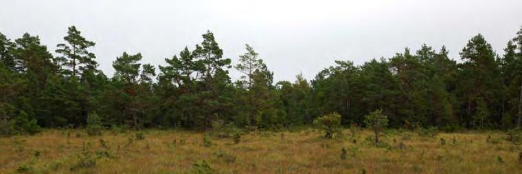 Element 4: Källa, 1 % av delobjektytan, glest bevuxet. Källkärr av Philonotis-typ. Fastmatta. Element 5: Golv, 1 % av delobjektytan, öppet. Agvegetation. Lösbotten.