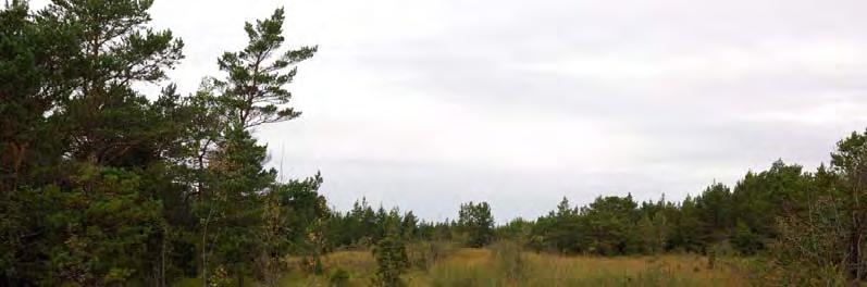 06J 5E 04 korvskorpionmossa, kärrspärrmossa och kalkkammossa. Ett mindre agbestånd finns i området. Området är svagt påverkat av körskador.