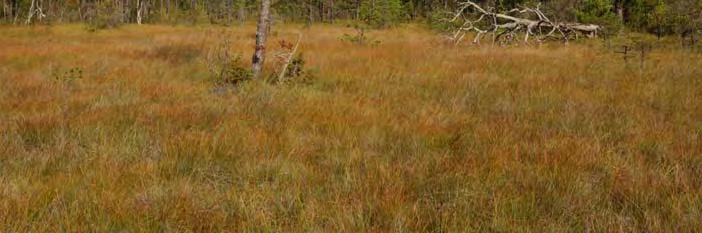 Ingår i Ängs- och betesmarksinv. Delobj. 1: Soligent kärr 0,1 ha. Blekeutfällning, kalkkärr, kalktuff, källkärr. Element 1: Golv, 90 % av delobjektytan, skogtäckt. Fastm.