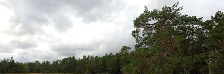 07J 0C 30 KÄRR 2550 V TINGSTÄDE K:A Topogent kärr, 2,3 ha, 43 m ö h. 2,3 ha. Svag lokal påverkan från dikning. Prel. åtg. behov: dämning. Rikkärr.