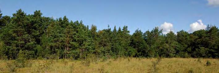 07J 2D 04 Litet fint kärr som har smärre diken. Längre tillbaka har kärret utsatts för markberedning genom hyggesplöjning. Några tallplantor har dock inte grott i området.