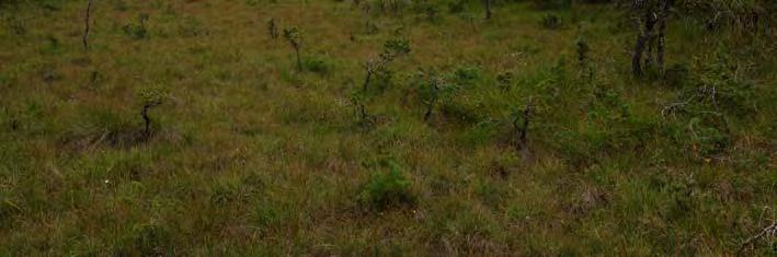 18 m ö h. 3,1 ha. Svag lokal påverkan från avverkning, markberedning, körspår. Rikkärr. Element 1: Golv, 15 % av delobjektytan, öppet. Agvegetation. Lösbotten.