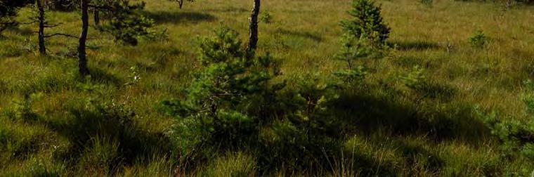 07J 2F 03 KLASS 1 KÄRR 2500 M V LÄRBRO Topogent kärr, 13,3 ha, 27 m ö h. Fältinv. 2007-08-31. 13,3 ha. Svag lokal påverkan från dikning, väg, markberedning. Prel. åtg. behov: dämning, bete.