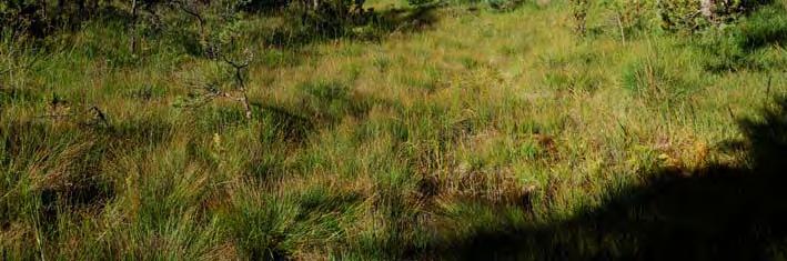 I området växer bland annat axag, blåtåtel, älväxing, rödklint, kärrknipprot, brudsporre, majviva, sumpgentiana, krissla, strandlysing, slåtterblomma, vildlin, ängsvädd, revfingerört, brunört,