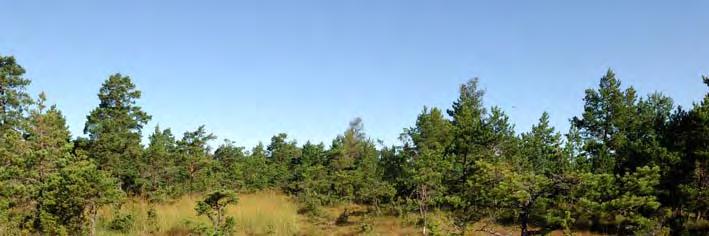 07J 4E 09 Element 1: Golv, 50 % av delobjektytan, glest Element 2: Golv, 50 % av delobjektytan, 07J 3H 35 KÄRR 850 M OSO RUTE K:A Topogent kärr, 4,9 ha, 44 m ö h. 4,9 ha. Rikkärr.