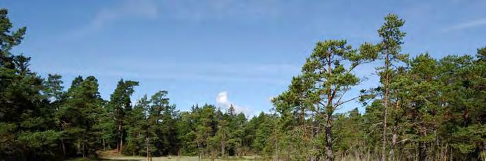 07J 4G 04 07J 4G 04 KLASS 1 VÅTMARK, 600 M N LUNDARHAGE GÅRD Topogent kärr, 5,6 ha, 6 m ö h. Fältinv. 2007-08-29. 5,6 ha. Prel. åtg. behov: bete. Blekeutfällning, kalkkärr, källpåverkad.