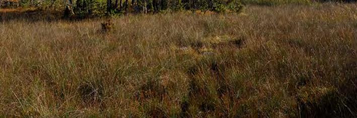 07J 4G 32 GIFTAMYR, 1150 M NNO BLÄSE HAMN Topogent kärr, 4,3 ha, 8 m ö h. Ingår i Ängs- och betesmarksinv. 4,3 ha. Rikkärr.