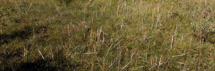 Området är fritt från negativ hydrologisk påverkan. 07J 5E 30 LILLA STAJNSTMYR, 2800 M NNV HALL K:A Topogent kärr, 1,3 ha, 14 m ö h. Naturskyddat. Ingår i Ängs- och betesmarksinv. 1,3 ha. Rikkärr.