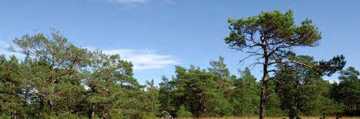 07J 5H 31 07J 5H 31 KLASS 1 KÄRR 850 M NV AR Topogent kärr, 1,6 ha, 6 m ö h. Fältinv. 2007-08-29. Naturskyddat. 1,6 ha. Prel. åtg. behov: bete. Rikkärr. Element 1: Golv, 40 % av delobjektytan, öppet.